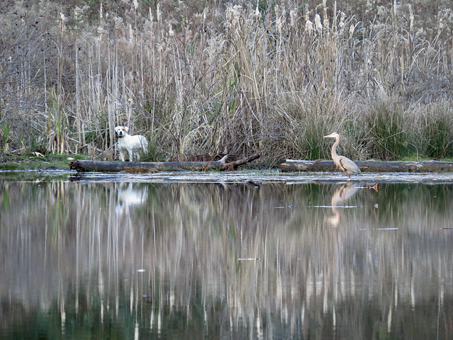 Great blue heron & neighbors' dog