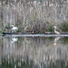 Great blue heron & neighbors' dog