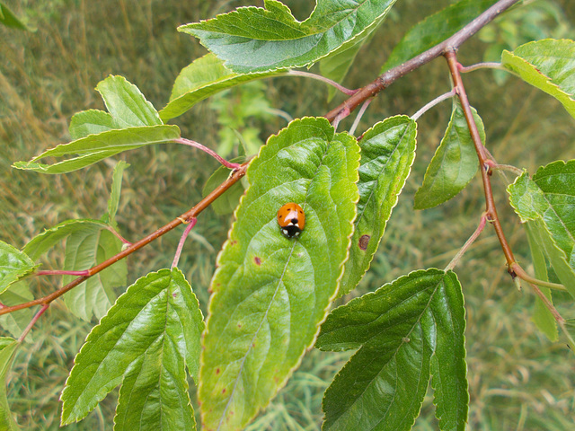 bhh[25] - seven-spot ladybug