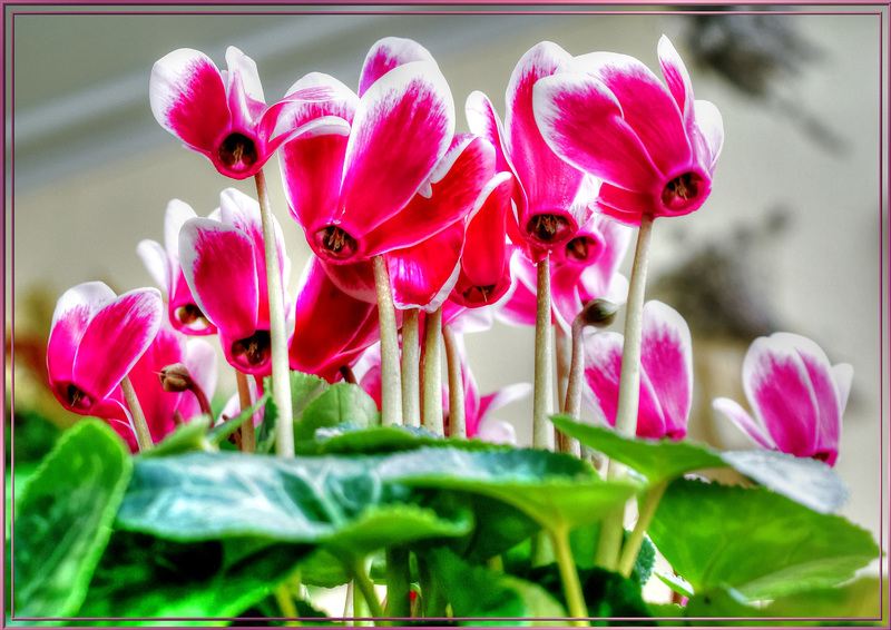 Alpenveilchen (Cyclamen) ©UdoSm