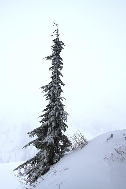 Lone Tree Lone Tree