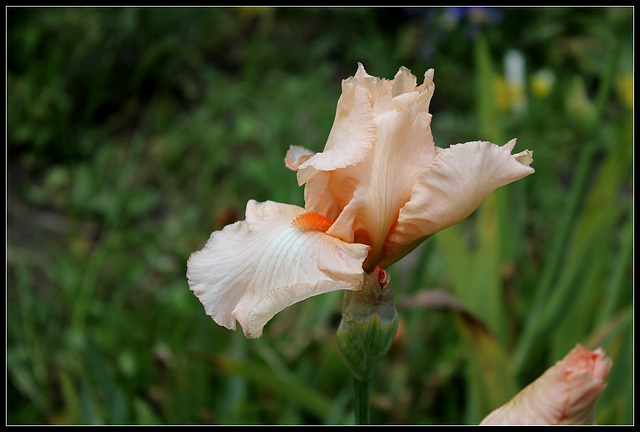 Libellule rose du B (4)