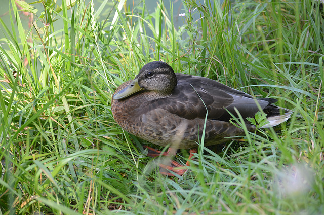 Киев, Парк Феофания, Утка в высокой траве / Kiev, The Park of Feofania, Duck in the High Grass