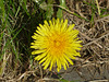 Dandelion - 25 October 2017