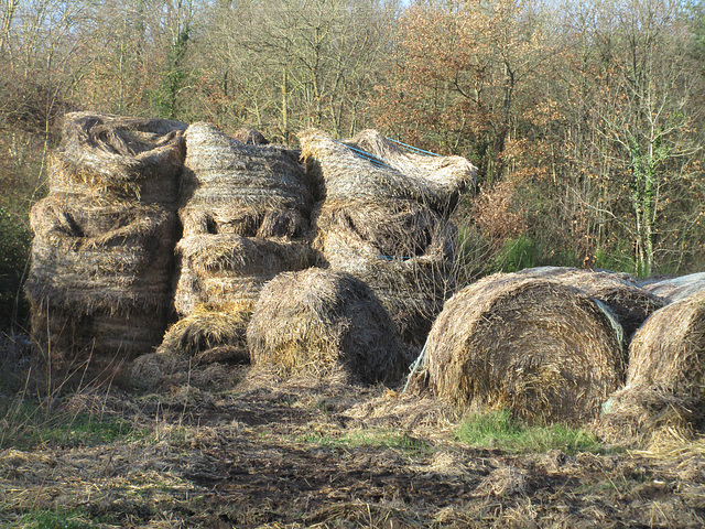 Vestiges de paille