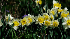 Daffies in their Prime