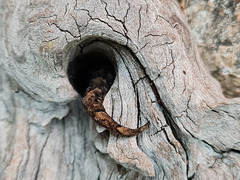gecko disappearing into a log crevice