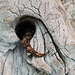 gecko disappearing into a log crevice