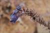 Echium plantagineum, Penedos, Thirsty Land poetry