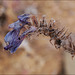 Echium plantagineum, Penedos, Thirsty Land poetry