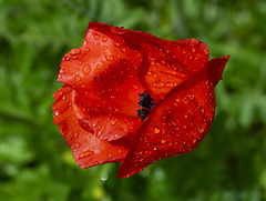 ''Red Poppy wet''