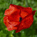 ''Red Poppy wet''