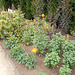 bhh[25] - Dahlias