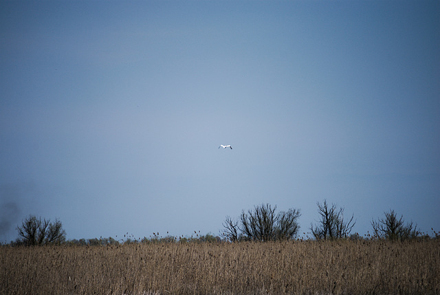 Der fliegende Rosapelikan