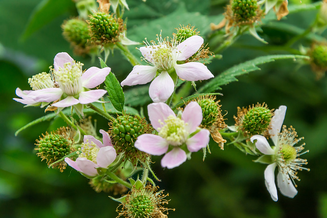 Brombeeren - könnte eine gute Ernte werden