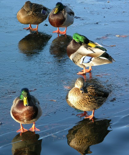 Stockenten und Stockerpel