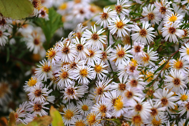 EOS 6D Peter Harriman 08 21 56 0491 flowers dpp