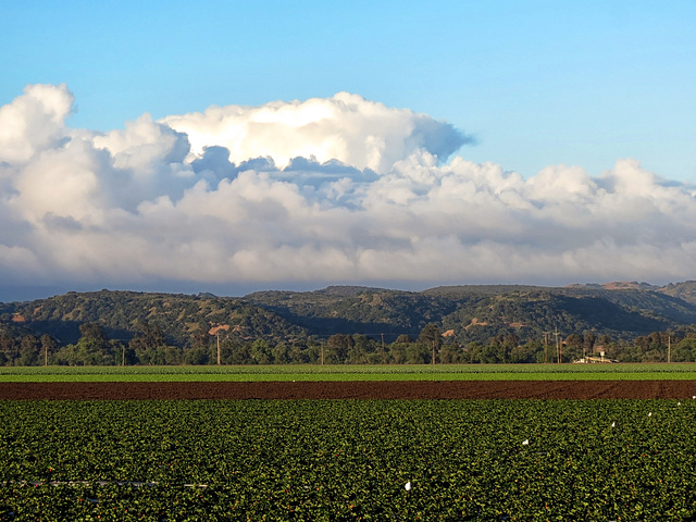 Strawberry Fields & Coastal Fog