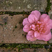 A fallen Camelia bloom on brick paving