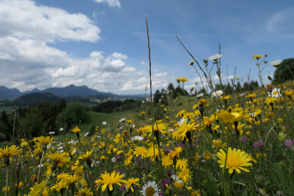 Alpe Beichelstein