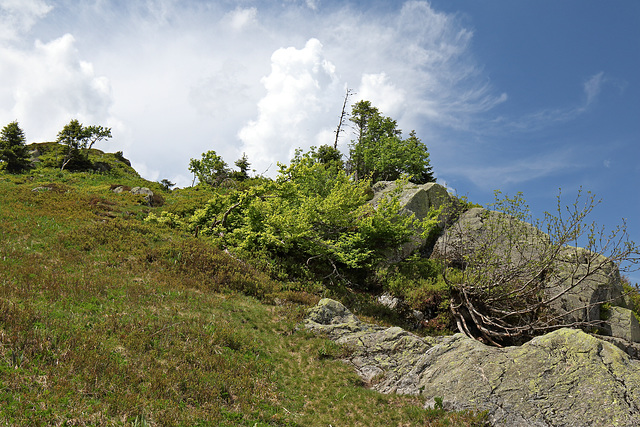 Feldberg - Emil-Thoma-Weg - Abstieg zum Feldsee (5)