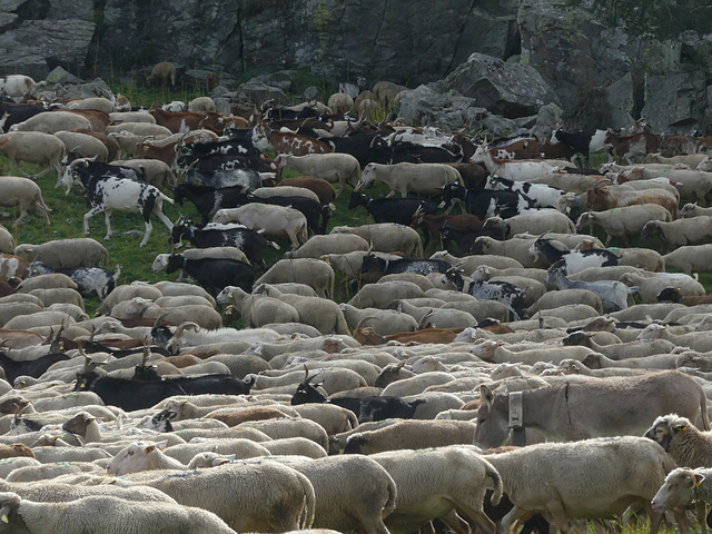 20180827 -0901 Randos Névache (Vallée de la Clarée 05) (402) al