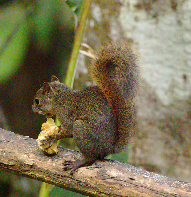 Squirrel EF7A6587