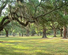 Live Oak landscape