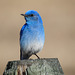 Mountain Bluebird male