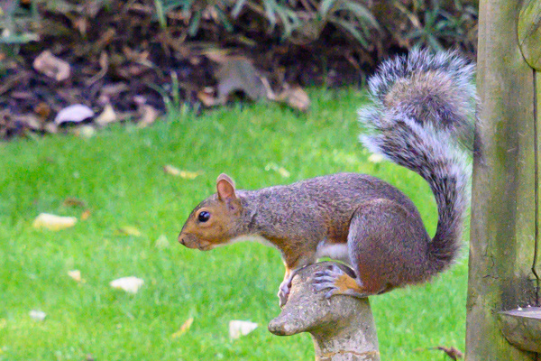 Squirrel-DSD0503