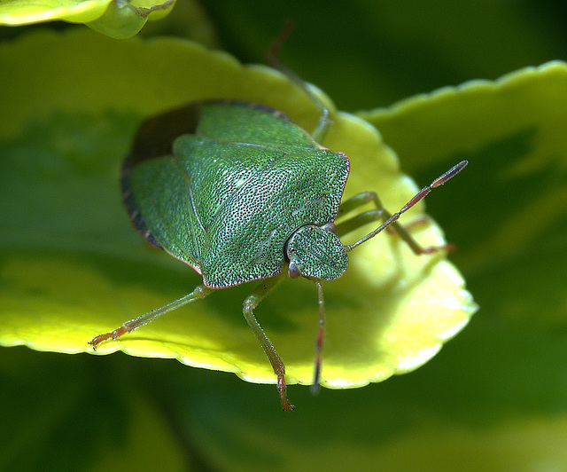 Green Shield Bug