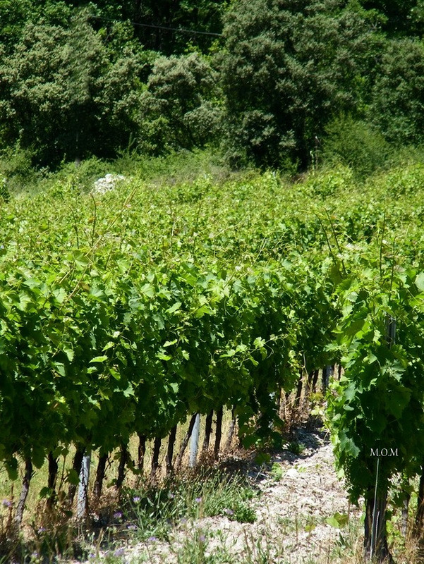 vignes 00