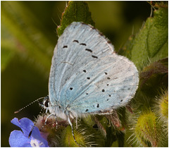 EF7A3695 Holly Blue