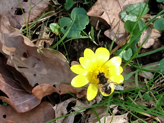 Scharbockskraut mit Biene