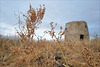 Rumex thyrsoides, Caryophyllales, Penedos, Thirsty Land poetry