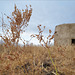 Rumex thyrsoides, Caryophyllales, Penedos, Thirsty Land poetry