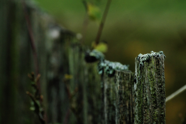 Happy Flechten Fence ;-)