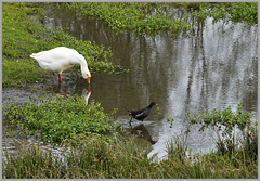 The attentive white goose and the moorhen