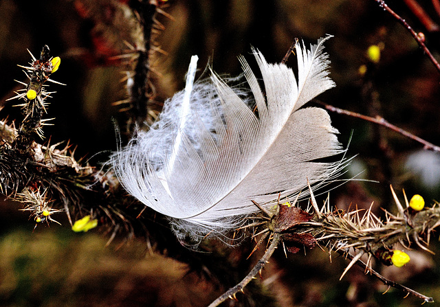 Feather. Killingworth Lake