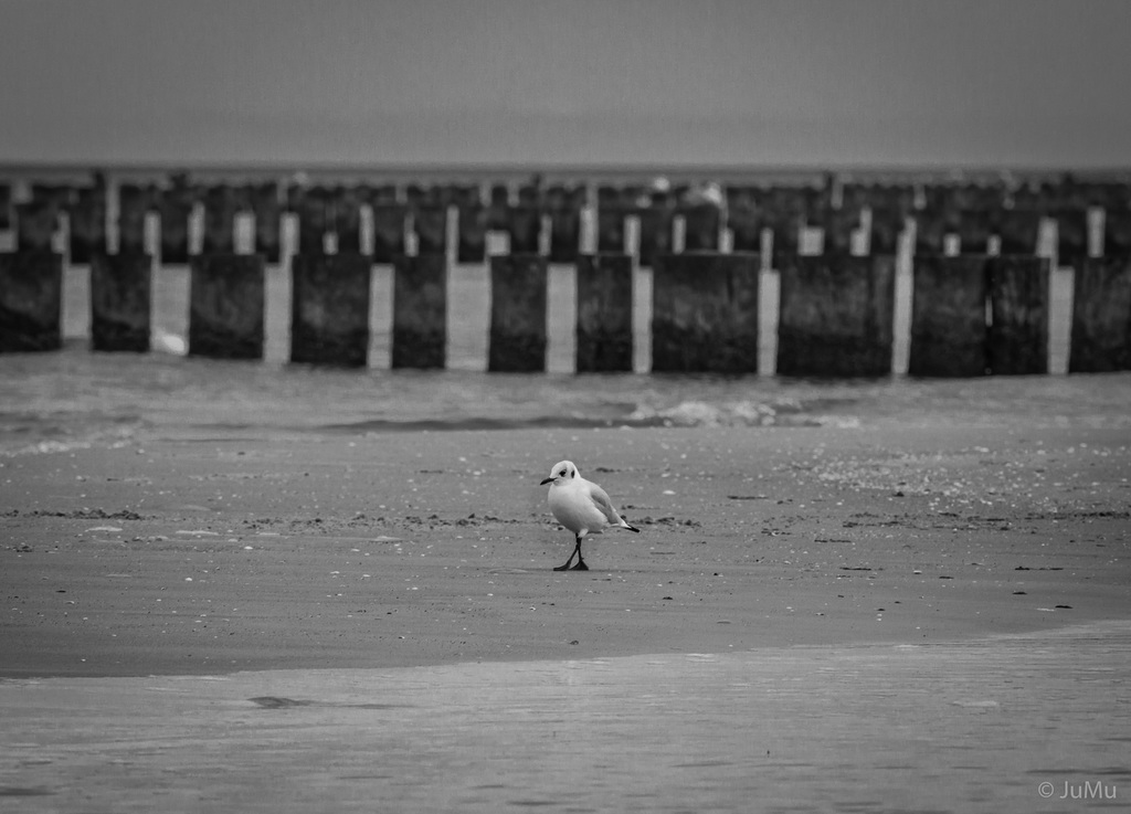 Strandspaziergang Prerow/20.....