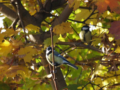Great tits in autumn (2010)