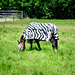 Horse identifying as a zebra