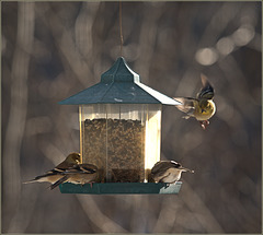 Goldfinches