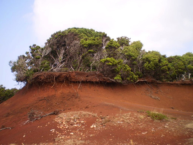 Clayey ground topped with heather.