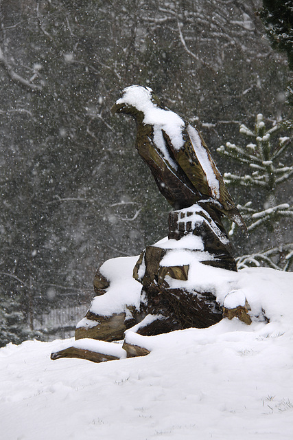 Snow Eagle