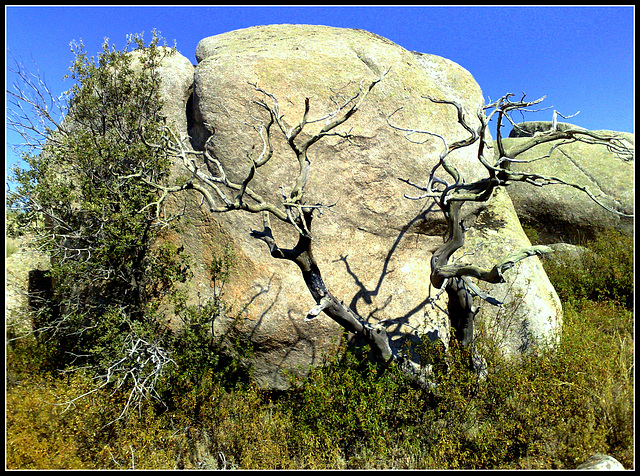 Same dead tree a few years earlier.