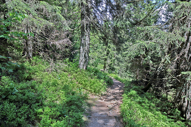 Feldberg - Emil-Thoma-Weg - Abstieg zum Feldsee (6)