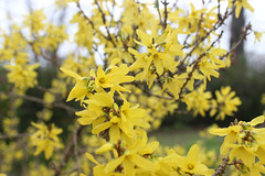 My Garden showing sure sign of Spring!!    Yellow Forsythia !!  several of these in our garden !