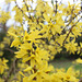 My Garden showing sure sign of Spring!!    Yellow Forsythia !!  several of these in our garden !