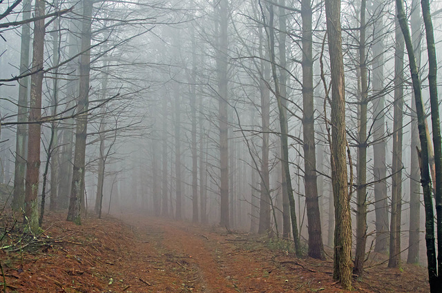 Fog in the Pines